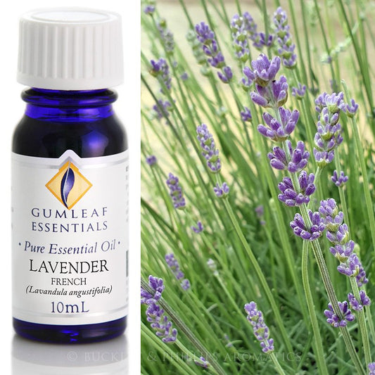 Lavender (French) - 10ml Essential Oil